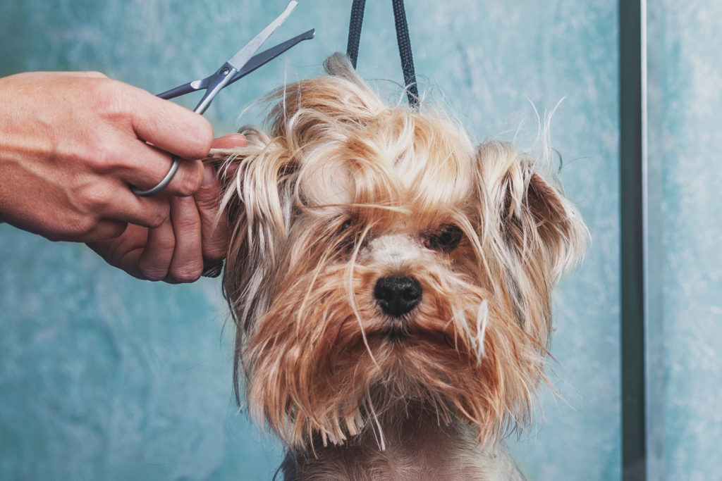 cutting dog hair